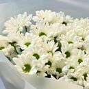 Хризантема кустовая белая 15 шт.