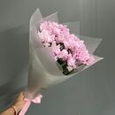Хризантема кустовая розовая