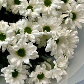 Хризантема кустовая белая 15 шт.