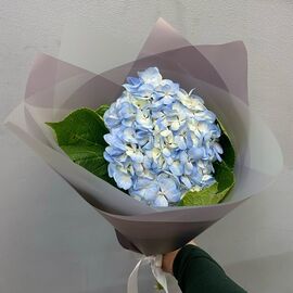 Гортензия голубая