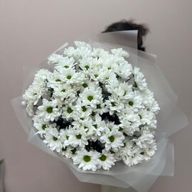 Хризантема кустовая Белая 19 шт