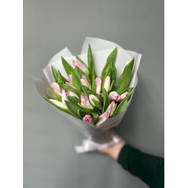 Тюльпаны МИКС 25