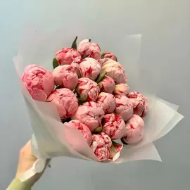 Пионы Сара Бернар 19шт