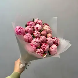 Пионы Сара Бернар 19шт