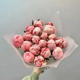 Пионы Сара Бернар 19шт