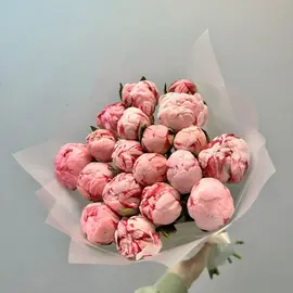 Пионы Сара Бернар 19шт