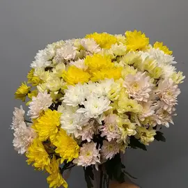 Хризантема Микс