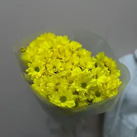 Хризантема желтая